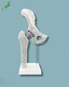modelo anatómico de pelvis / de fémur / de plástico / blanco
