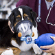 máscara veterinaria de oxígeno / de respiración artificial / para gatos / para ratones