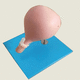 modelo anatómico cervical / de cuello uterino / vaginal / de formación