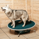 plataforma de equilibrio veterinaria motorizado