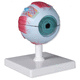 modelo anatómico de ojo / de córnea / de músculo / de formación