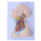 modelo anatómico de vena / de cuello / de piel