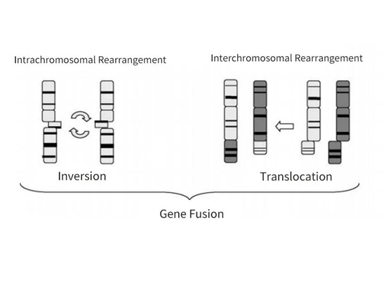 La relación entre el cáncer de tiroides y el gen RET