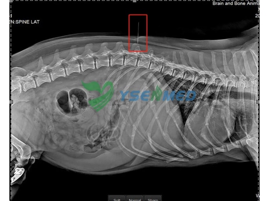 Imágenes de buena calidad del sistema DR YSDR-VET320 complacen a los veterinarios tailandeses.