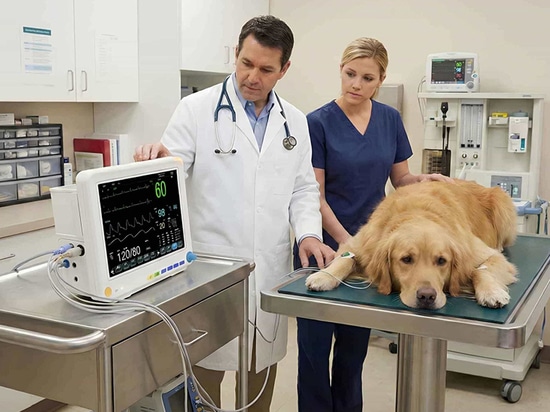 ¿Qué factores debe tener en cuenta al comprar un monitor veterinario portátil?