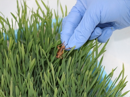Un nuevo proyecto de investigación explora el procesamiento de proteínas de insectos para soluciones alimentarias sostenibles