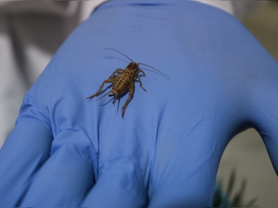 Un nuevo proyecto de investigación explora el procesamiento de proteínas de insectos para soluciones alimentarias sostenibles