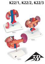 Descripción del producto - 3B Smart Anatomy - K22/1 K22/2 K22/3